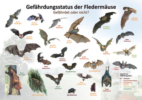 Bild- und Lehrtafel: Gefährdungsstatus der Fledermäuse